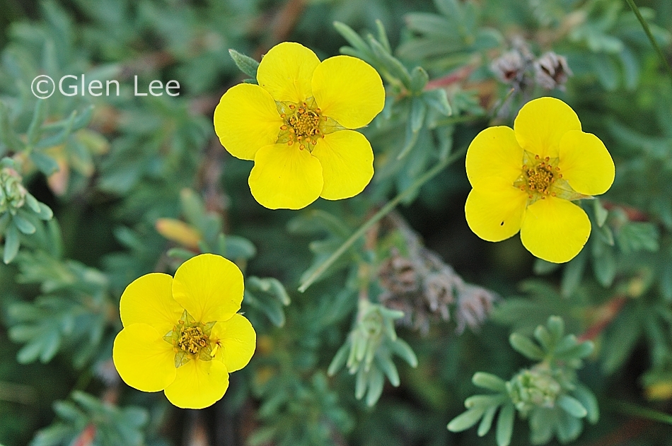 Dasiphora Fruticosa Photos Saskatchewan Wildflowers